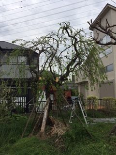 しだれ梅の剪定